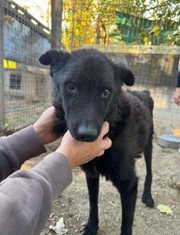 Lieber Mudi Rüde, 5 Jahre - Kappeln (Schleswig-Holstein)