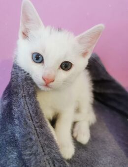 Kitten suchen liebevolles zuhause ❤️ - Monheim (Rhein)