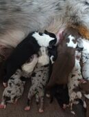 Australian Shepherd Welpen o. Papiere in 91799