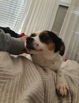 Elsie auf PS in Neuss sucht ihre Familie - Köln