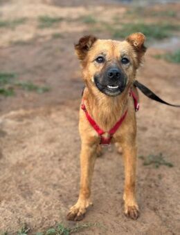 Java verbreitet gute Laune - Tübingen