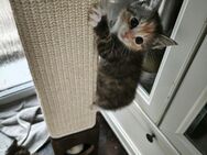 Letzte Katzen Mädchen - Offenbach (Main)
