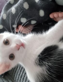 Katzenmädchen/Kitten - Dessau-Roßlau Törten