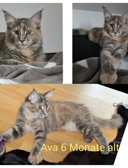 Maine Coon sucht ein neues Zuhause - Orenhofen