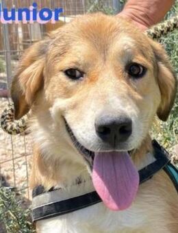 Junior - schüchtern und verschmust - Heppenheim (Bergstraße)