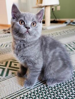 Ein dunkel-blauer Britisch Kurzhaarig Babykater - Unterhaching