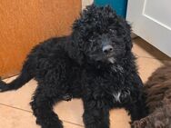 Bernedoodle - Bruckberg (Regierungsbezirk Niederbayern)
