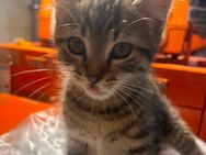 Katzen Baby - Jettingen-Scheppach