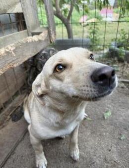 Rudi - will Teil einer Familie sein - Köln