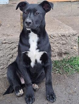 Happy sucht ihre Familie - Weilheim (Oberbayern)