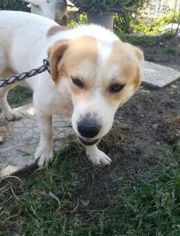 Archie sucht sein Zuhause - Kropp