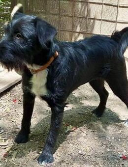 Lieber Schnauzbart Rüde, 1 Jahr - Kappeln (Schleswig-Holstein)