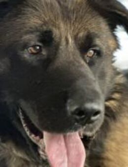 Unsicherer Ares sucht erfahrenes Zuhause - München