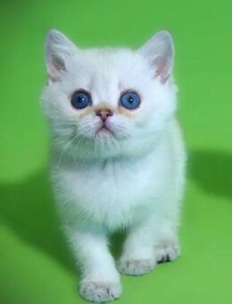 💙 Reinrassiges BKH-Kitten mit blauen Augen sucht neues Zuhause 💙 - Nauheim