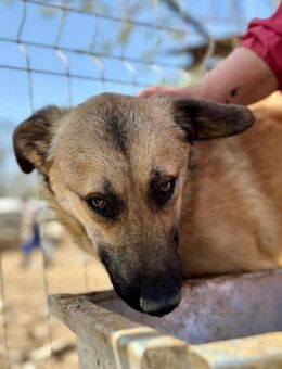 SAHARA ~ sehr sanfte Junghündin - Duisburg