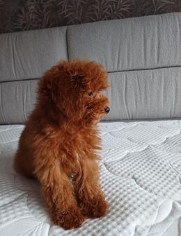 Toy Pudel welpe - Mönchengladbach Zentrum