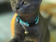 Zuckersüße Bkh Kitten(mix) - Köln