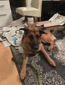 Suche entspannten Zweithund für intakte Angst-Hündin, 3 Jahre, DSH-Labrador Mix in 67752