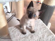 Siam kitten Junge 10 Mai 2025 gebohren - Hagen (Stadt der FernUniversität) Haspe