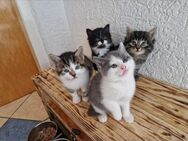 Katzen Kinder - Schwegenheim