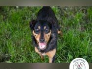 Skibby  Zuhause gesucht - Kirchzell