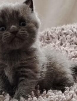 ***** süßer BKH Kater Welpe ***** in "BLUE" (GRAU) ***** - Sassnitz Zentrum