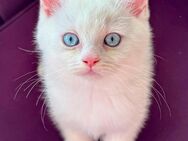 Wunderschöner BKH Kitten mit himmelblauen Augen - Mülheim (Ruhr)