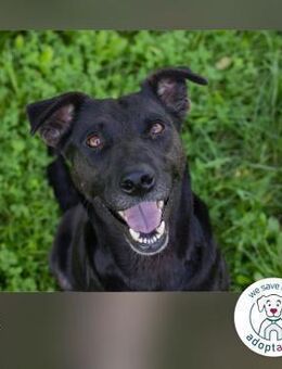 Ava: Sanfte Hündin möchte dich begleiten - Kirchzell