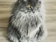 Mainecoon Deckkater in blue smoke, Maine Coon - Schweinfurt