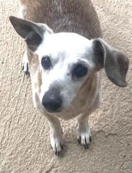 PONT ist nun der 4. Jack Russel....... - Kempen