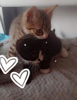 EKH Kater - Dortmund Zentrum