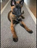 Belgische Schäferhundwelpen/Malinoiswelpen in 23936