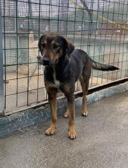 die liebe Frida möchte eine Familie - Untergriesbach