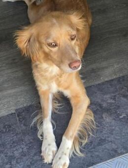 MADITA - Herz aus GOLD, lieb,verschmust - Velbert
