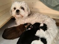 Zauberhafte Shih Tzu Welpen suchen ein liebevolles Zuhause - Norden