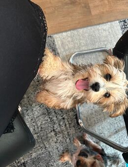 Verkaufe Yorkshire Terrier Hündin - Leipheim