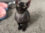 Sphynx Elfensphinx Kitten Velours - Molbergen