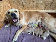 Golden Retriever Welpen mit Papieren - Braunschweig