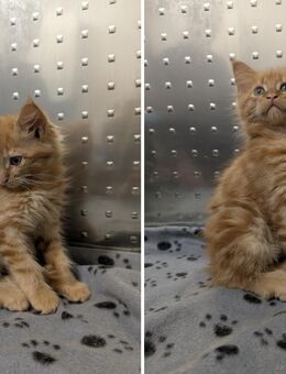 Maine Coon Babys suchen liebevolles Zuhause - Lemberg