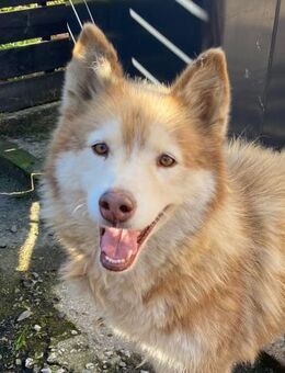 Die tolle Lia sucht ihr Zuhause - Teisnach