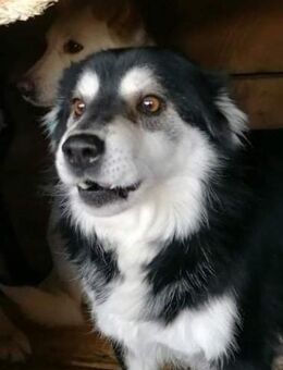 Edwin, freundlich und lieb - Bonndorf (Schwarzwald)
