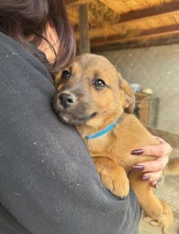 Kleiner Izzy sucht Für-Immer-Zuhause - Chemnitz