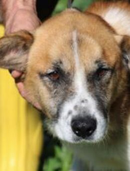 Smartie - sehr lieb u. angenehm - Lohra