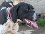 Dotti Aus der Asche zurück ins Leben - Müglitztal