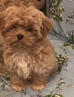 Maltipoo F1 noch ein Junge frei - Rostock