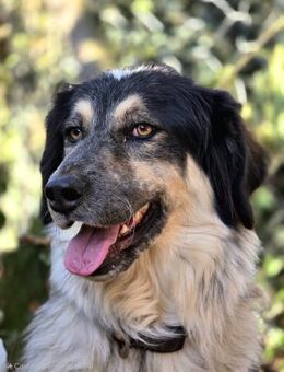 Marzio braucht ein Haus mit Garten - Oberhausen (Rheinland-Pfalz)