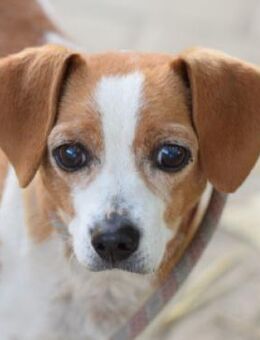 Hugo - freundlich & verschmust - Lohmar