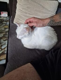 Edle weiße Katze mit strahlend gelben Augen ❤️ ❤️❤️ - Südlohn