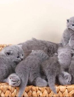 Bkh Kitten Britisch Kurzhaar Blue Piont - Lohne (Oldenburg) Zentrum
