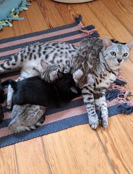 Fantastische Bengal Mädels smoke und melanistic - Haßloch